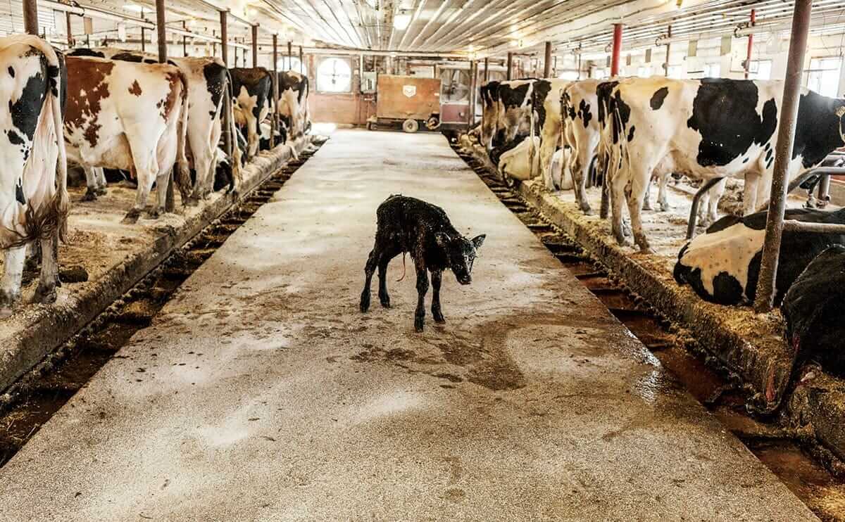 Inside the Milk Machine: How Modern Dairy Works - Modern Farmer